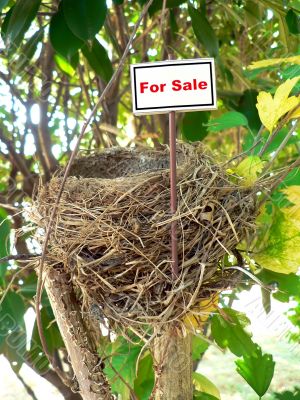 bird nest - real estate 7