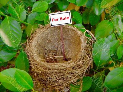 bird nest - real estate 6