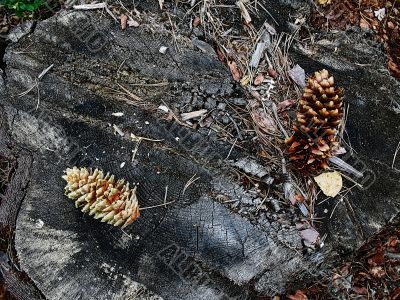 forest cones