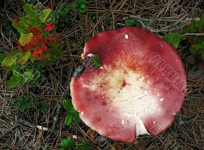 crimson mushroom