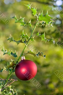 christmas ball on holly