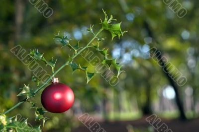 red ball on holly tree