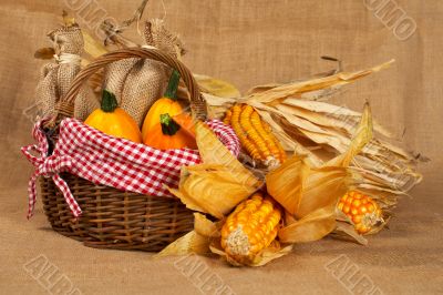 Yellow pumpkins and cobs