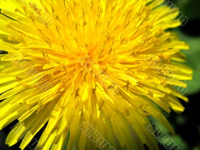 Yellow dandelion Yellow dandelion
