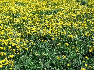 Yellow  dandelions