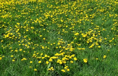 Yellow  dandelions