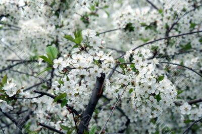  Blossoming cherry-tree