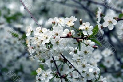 Blossoming cherry-tree