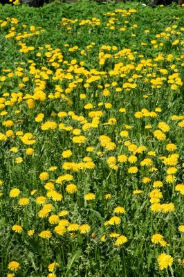  Yellow  dandelions