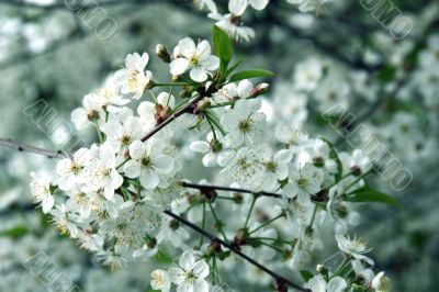  Blossoming cherry-tree