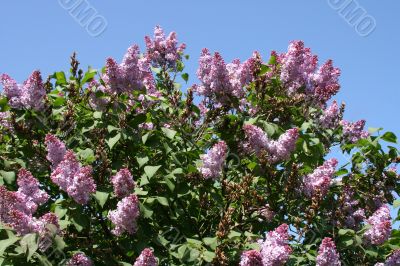  Blossoming lilac and blue sky