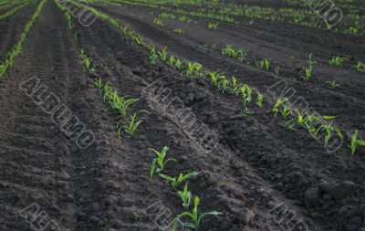 increasing corn on agricultural area