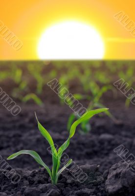 increasing corn on agricultural area