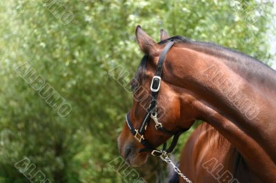 Horse looking back