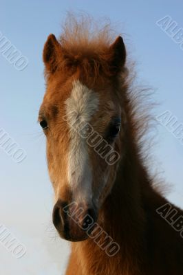 chestnut welsh foal