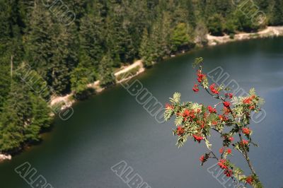 Lake with berries Lake with berries