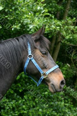 Chocolate brown horse