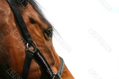 Horse head (isolated)