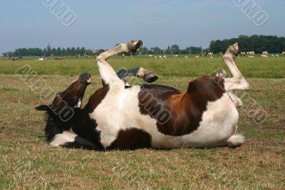 Horse rolling