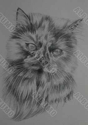 Persian cat portrait