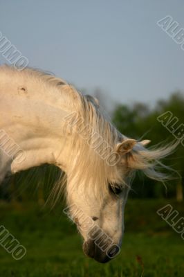 White welsh pony