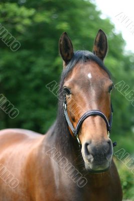 Horse portrait