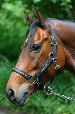 Bay mare portrait