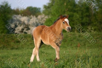 Brown welsh pony foal