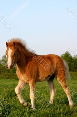 chestnut welsh foal