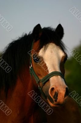 Brown welsh pony