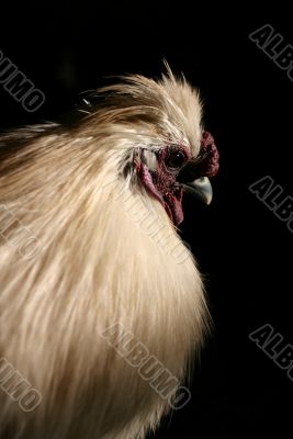 Close up rooster