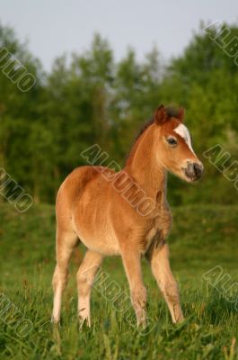 Brown welsh pony foal