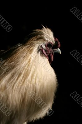 Rooster portrait