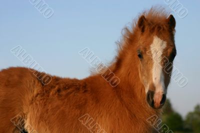 chestnut welsh foal