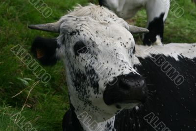 Cow with flies