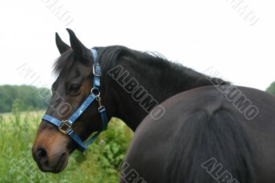 NewForest pony