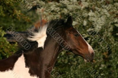 Running horse head