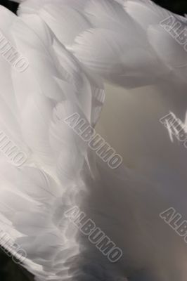 Swan feathers Swan feathers