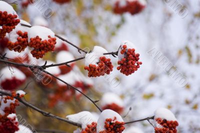 mountain ash in winter
