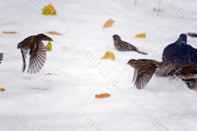 Flight from autumn at winter
