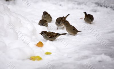 Sparrows on snow