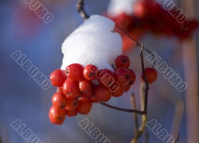 mountain ash close up