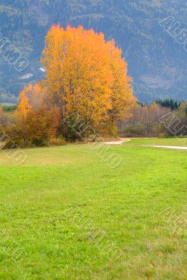 autumn tree and meadow