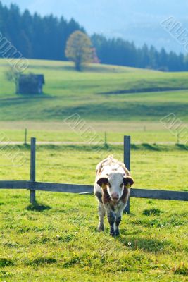 cow on the willow