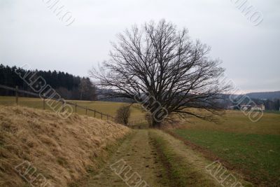 autumn tree