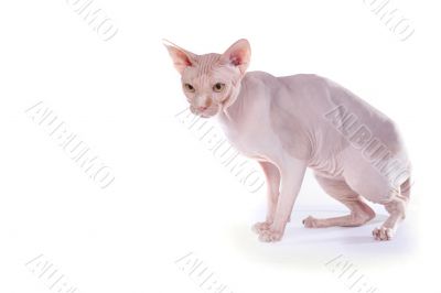 bald-headed cat bald-headed cat