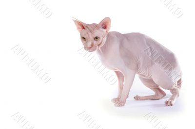 bald-headed cat