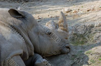 resting rhino