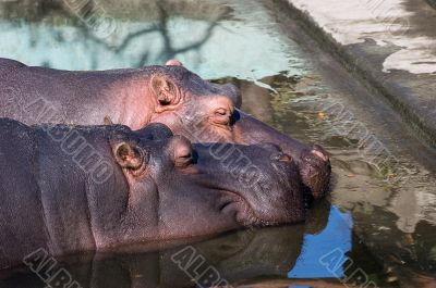 hippos in love