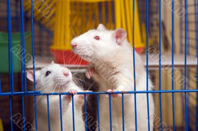 The wordly-wise friend